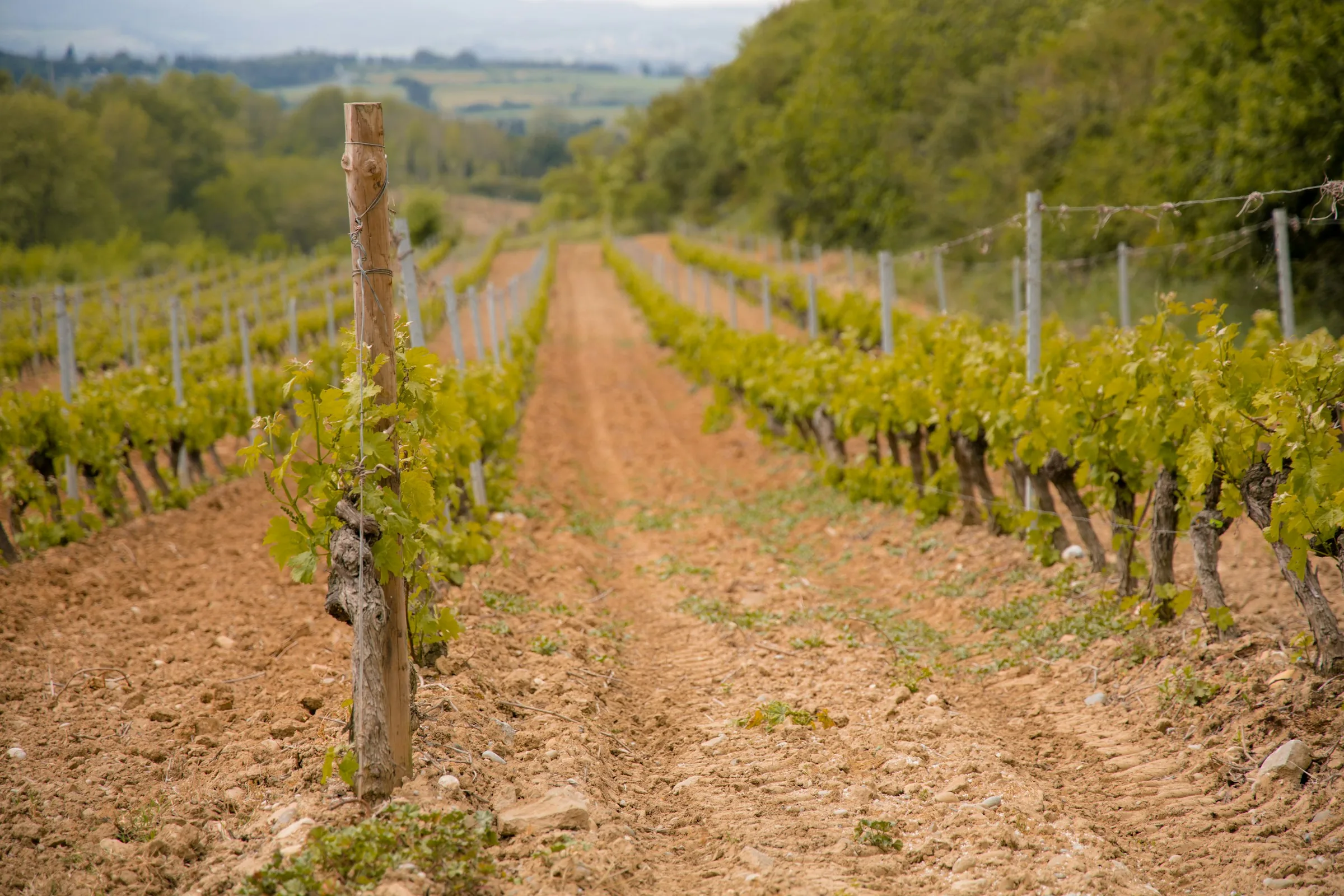 Chemin entre les vignes de Bourgogne au départ de Chablis