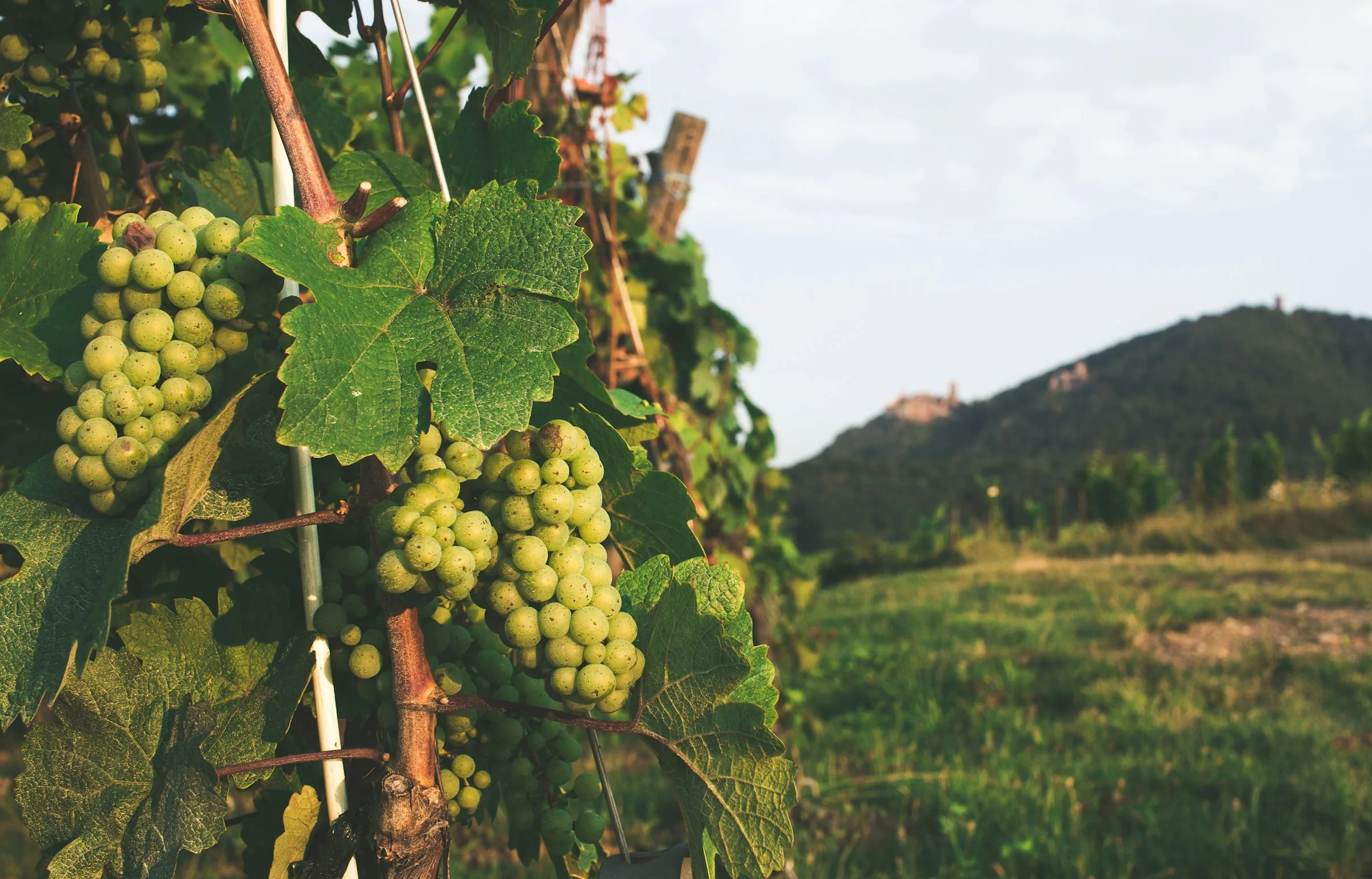Grappe de chardonnay sur pied de vigne dans le vignoble de Chablis