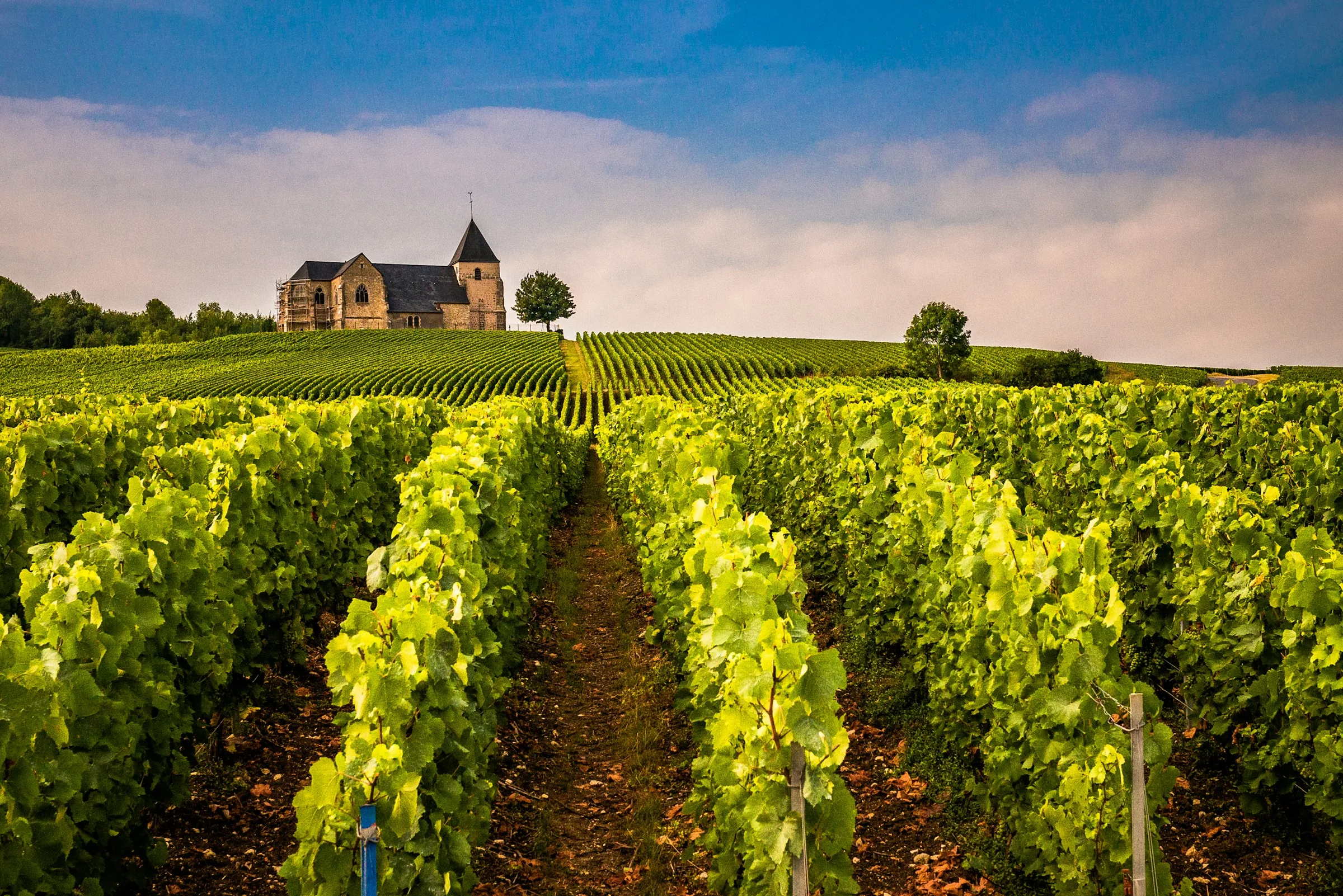 Rows of vines in the Chablis vineyard in Burgundy, close to the house